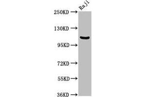 NFKB1 antibody  (AA 1-961)