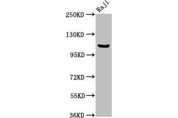 NFKB1 anticorps  (AA 1-961)