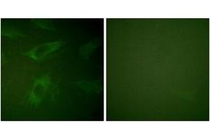 Immunofluorescence (IF) image for anti-Rabphilin 3A (RPH3A) (AA 203-252) antibody (ABIN2888698)