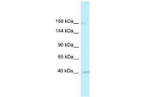 Western Blot showing RGD1563533 antibody used at a concentration of 1. (CASZ1 antibody  (Middle Region))