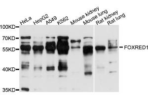 Western blot analysis of extracts of various cell lines, using FOXRED1 antibody (ABIN4903700) at 1:1000 dilution. (FOXRED1 antibody)
