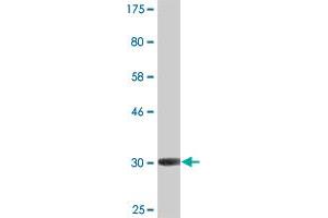 Western Blot detection against Immunogen (31. (AVPR1A antibody  (AA 1-52))