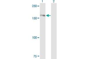 Western Blot analysis of DHX29 expression in transfected 293T cell line by DHX29 MaxPab polyclonal antibody. (DHX29 antibody  (AA 1-1369))