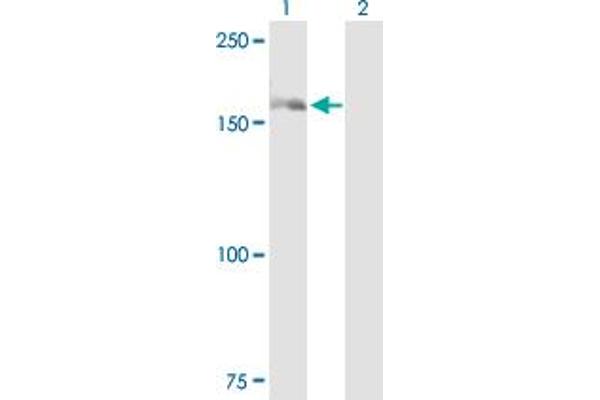 DHX29 antibody  (AA 1-1369)