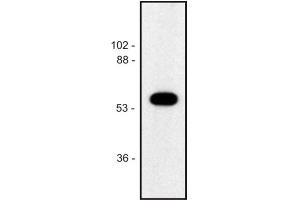 Western blot of human Jurkat T cell line (alpha Tubulin antibody)