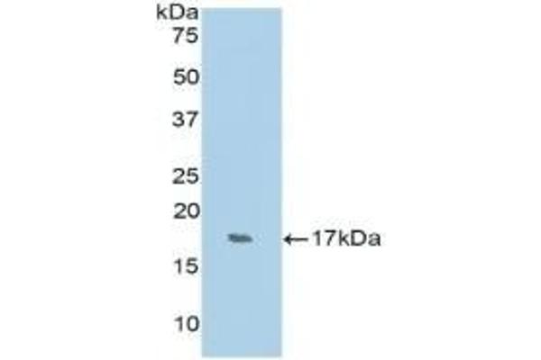 RNASE7 anticorps  (AA 31-155)