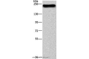 Western blot analysis of NIH/3T3 cell, using BRD4 Polyclonal Antibody at dilution of 1:500 (BRD4 antibody)