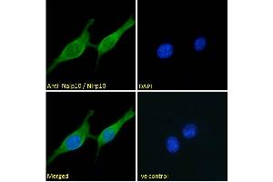 ABIN1019668 Immunofluorescence analysis of paraformaldehyde fixed NIH3T3 cells, permeabilized with 0. (NLRP10 antibody  (N-Term))