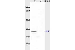 Lane 1: mouse embryo lysates Lane 2: mouse lung lysates probed with Anti SOX2 Polyclonal Antibody, Unconjugated (ABIN669621) at 1:200 in 4 °C. (SOX2 antibody  (AA 227-317))