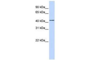 Image no. 1 for anti-Actin-Related Protein 2 (ACTR2) (AA 324-373) antibody (ABIN6743403) (ACTR2 antibody  (AA 324-373))