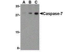 Western Blotting (WB) image for anti-Caspase 7, Apoptosis-Related Cysteine Peptidase (CASP7) (C-Term) antibody (ABIN2477917) (Caspase 7 antibody  (C-Term))