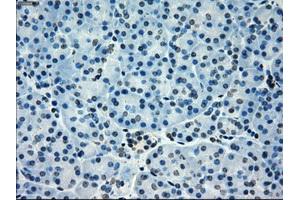 Immunohistochemical staining of paraffin-embedded pancreas tissue using anti-PORmouse monoclonal antibody. (POR antibody)