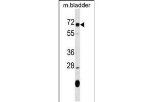 Western blot analysis in mouse bladder tissue lysates (35ug/lane). (OSGIN1 antibody  (C-Term))