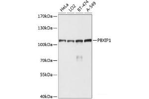 Western blot analysis of extracts of various cell lines using PBXIP1 Polyclonal Antibody at dilution of 1:1000.