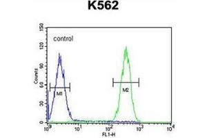 Flow cytometric analysis of K562 cells using FBXW12 Antibody (C-term) Cat. (FBXW12 antibody  (C-Term))