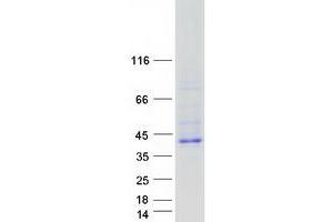 RELT-Like 2 (RELL2) (Transcript Variant 1) protein (Myc-DYKDDDDK Tag)