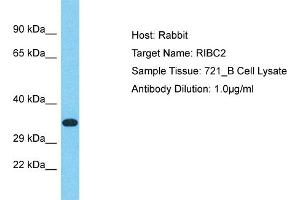 Host: Rabbit Target Name: RIBC2 Sample Tissue: Human 721_B Whole Cell Antibody Dilution: 1ug/ml (RIBC2 antibody  (Middle Region))