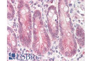 ABIN570902 (3. (STAP2 antibody  (AA 391-403))
