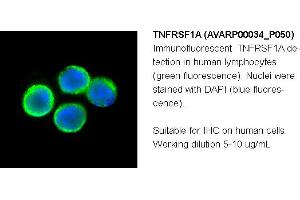 Image no. 2 for anti-Tumor Necrosis Factor Receptor Superfamily, Member 1A (TNFRSF1A) (N-Term) antibody (ABIN504565) (TNFRSF1A antibody  (N-Term))