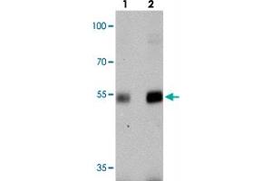 Western blot analysis of NUCB2 in rat brain tissue with NUCB2 polyclonal antibody  at (lane 1) 0.