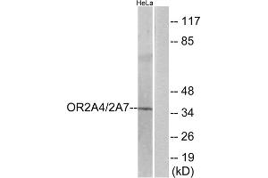 Western blot analysis of extracts from HeLa cells, using OR2A4/2A7 antibody. (OR2A4/7 (C-Term) antibody)