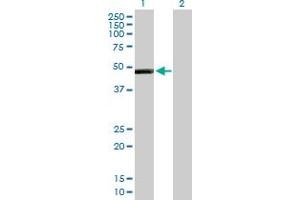 Western Blot analysis of IL13RA2 expression in transfected 293T cell line by IL13RA2 MaxPab polyclonal antibody.