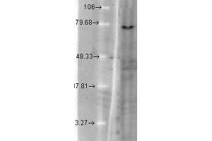 Western Blot analysis of hamster T-CHO cell lysate showing detection of KCNQ1 protein using Mouse Anti-KCNQ1 Monoclonal Antibody, Clone S37A-10 . (KCNQ1 antibody  (AA 2-101) (Atto 390))