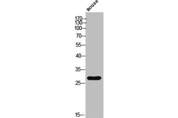 Ephrin B1 antibody  (pTyr317)