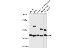 Western blot analysis of extracts of various cell lines, using  antibody (ABIN7265471) at 1:1000 dilution. (Adenylate Kinase 7 antibody  (AA 1-200))