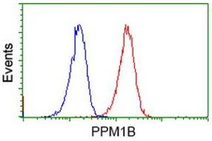 Image no. 2 for anti-Protein Phosphatase, Mg2+/Mn2+ Dependent, 1B (PPM1B) antibody (ABIN1500375)