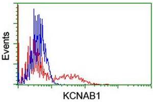 HEK293T cells transfected with either RC207384 overexpress plasmid (Red) or empty vector control plasmid (Blue) were immunostained by anti-KCNAB1 antibody (ABIN2455317), and then analyzed by flow cytometry. (KCNAB1 antibody)