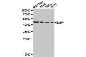 Western Blotting (WB) image for anti-Bone Morphogenetic Protein 4 (BMP4) antibody (ABIN1871318) (BMP4 antibody)
