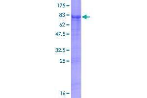 Chromosome 2 Open Reading Frame 57 (C2orf57) (AA 1-395) protein (GST tag)