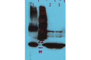 AGAP4 antibody