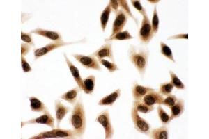 ICC testing of HeLa cells (BUB3 antibody  (Middle Region))