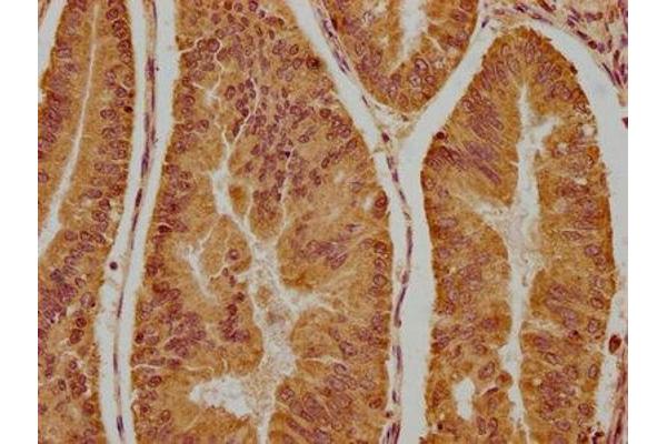 NSMAF antibody  (AA 1-233)