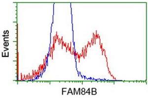 HEK293T cells transfected with either RC207996 overexpress plasmid (Red) or empty vector control plasmid (Blue) were immunostained by anti-FAM84B antibody (ABIN2453029), and then analyzed by flow cytometry. (FAM84B antibody)