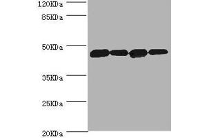 Western blot All lanes: DNAJA2 antibody at 3. (DNAJA2 antibody  (AA 233-412))