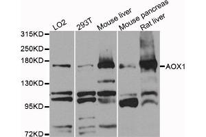 Western blot analysis of extracts of various cell lines, using AOX1 antibody (ABIN1870998) at 1:1000 dilution. (AOX1 antibody)