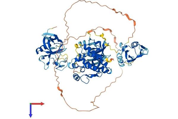 BMX Protein (AA 1-675) (His tag)