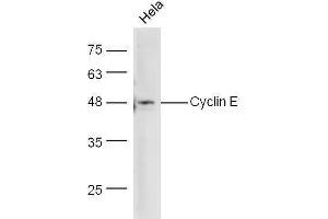Hela cells lysate probed with Anti-Cyclin E Polyclonal Antibody  at 1:5000 90min in 37˚C. (Cyclin E1 antibody  (AA 375-411))