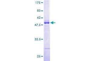 ILVBL Protein (AA 1-224) (GST tag)