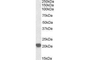 Western Blotting (WB) image for Ras-Related C3 Botulinum Toxin Substrate 2 (Rho Family, Small GTP Binding Protein Rac2) (RAC2) peptide (ABIN370378)