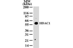 Image no. 1 for anti-Histone Deacetylase 1 (HDAC1) (AA 1-5) antibody (ABIN208466) (HDAC1 antibody  (AA 1-5))