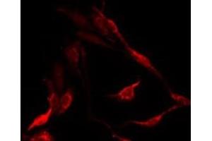 OR10X1 antibody  (Internal Region)