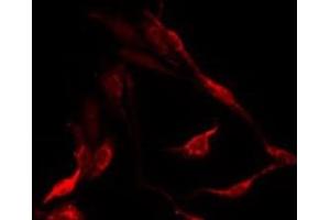 ABIN6276276 staining HepG2 by IF/ICC. (OR10X1 antibody  (Internal Region))