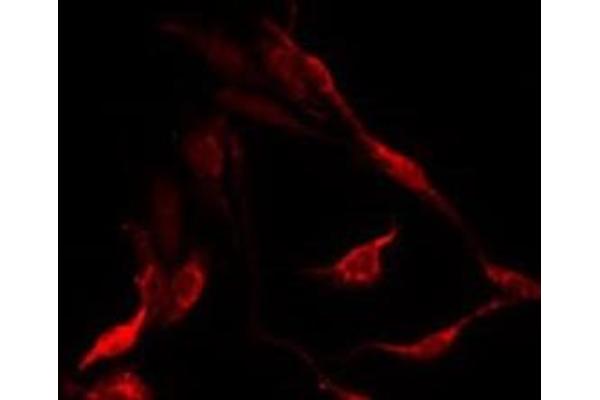 OR10X1 antibody  (Internal Region)
