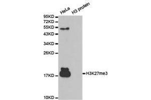 Western blot analysis of extracts of HeLa cell line and H3 protein expressed in E. (Histone 3 antibody  (H3K27me3))