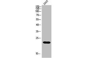 Western blot analysis of 293 using MRP-L35 antibody. (MRPL35 antibody  (Internal Region))