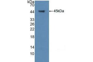 Western blot analysis of recombinant Human GAP43.
